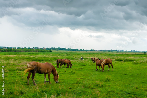 Fototapeta Naklejka Na Ścianę i Meble -  wild horse on a large meadow with beautiful scenery of blue sky and quiet at sunrise
