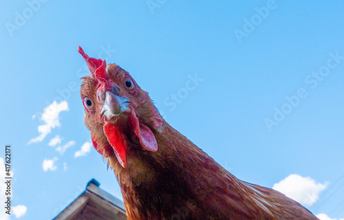 Chicken head looking at the camera from above close up photo