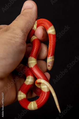 Lampropeltis triangulum, commonly known as the milk snake or milksnake, is a species of kingsnake photo