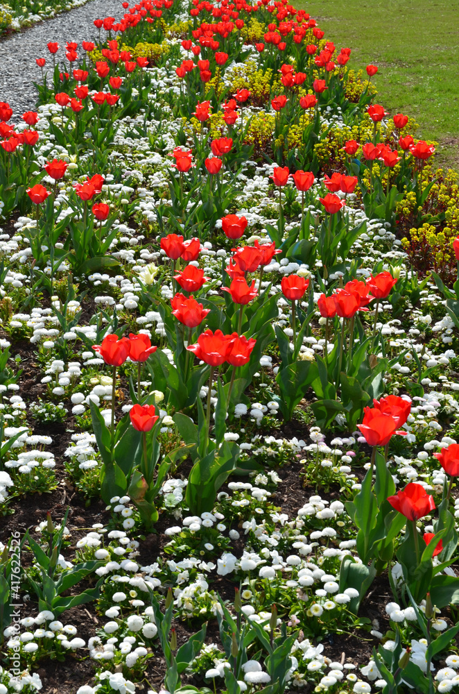 Rote Tulpen blühen in Blumenrabatte im Park