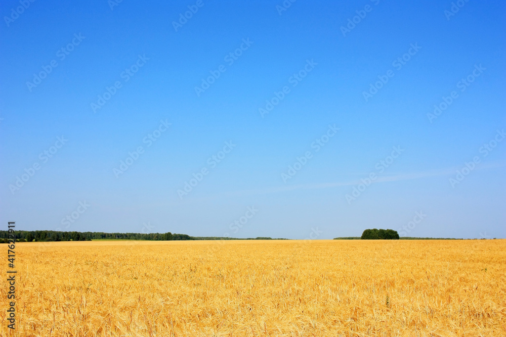 Fototapeta premium Golden ears of wheat in the field