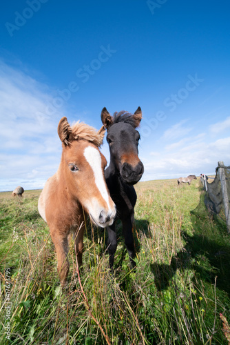 Fototapeta Naklejka Na Ścianę i Meble -  Horses graze on a green meadow in Iceland