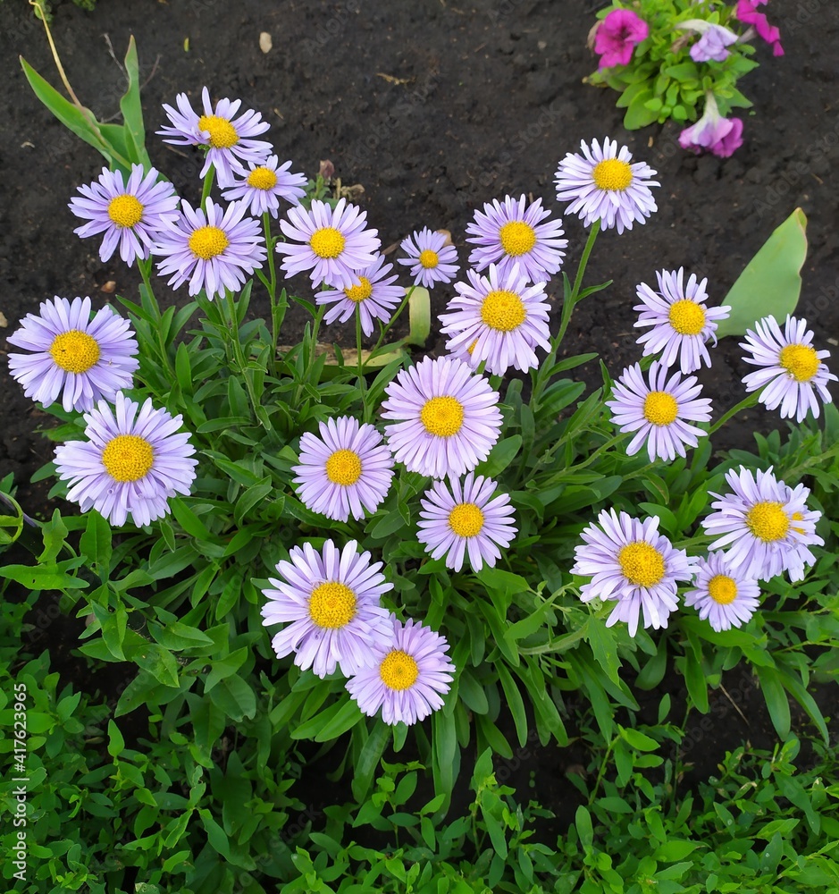 Obraz premium daisies in the grass