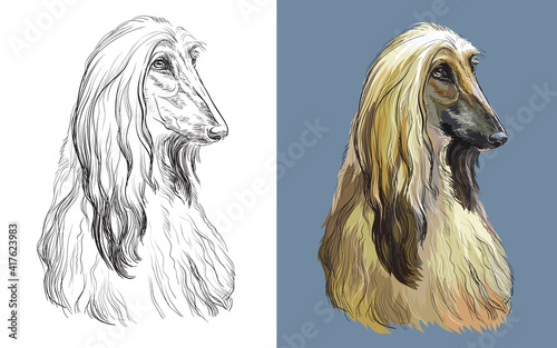 Vector illustration portrait of cute funny dog Afghan Hound