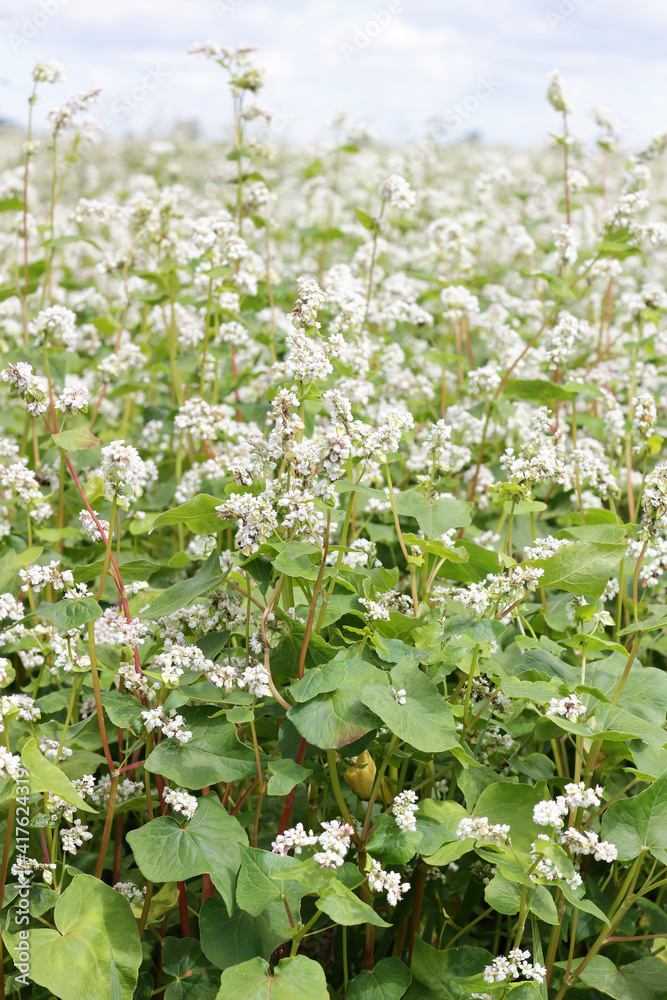 Buckwheat plant on agriculture field bloomong with white flowers, eco farming background or texture, closeup, organic agriculture and horticulture concept Buckwheat plant on agriculture field bloomong with white flowers, eco farming background or texture, closeup, organic agriculture and horticulture concept