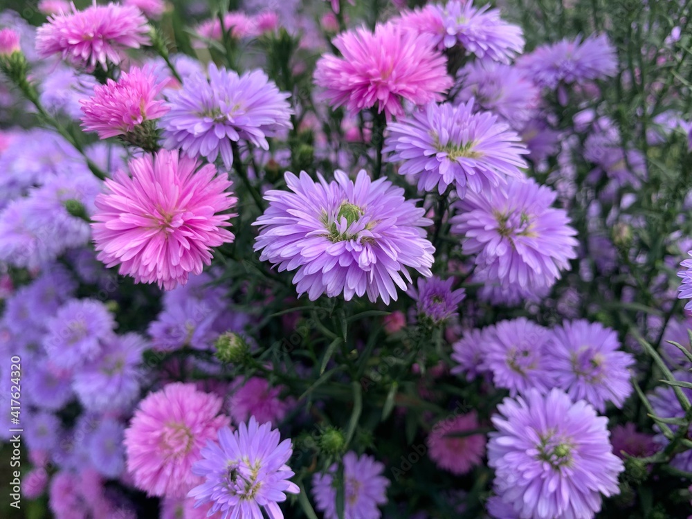 closeup of purple chrysanthemum flowers in the field. closeup of purple chrysanthemum flowers in the field.