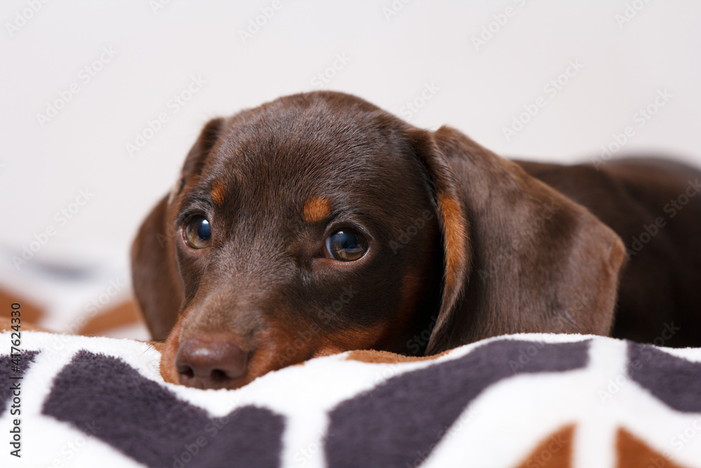 Small mini dachshund with pensive face