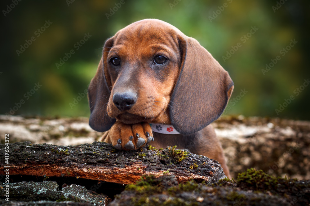 Cute red dachshund puppy