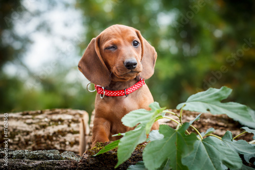 Cute red dachshund puppy photo