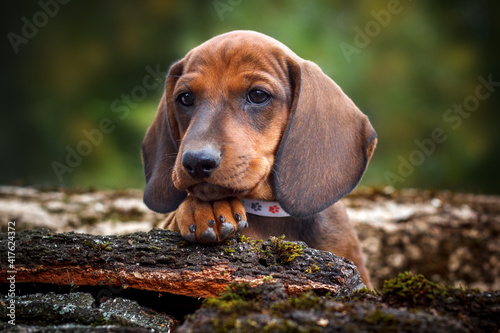 Cute red dachshund puppy