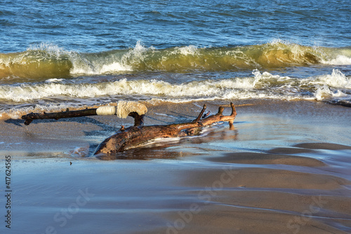 Tree bough on the beach by the Baltic Sea. A beautiful landscape 