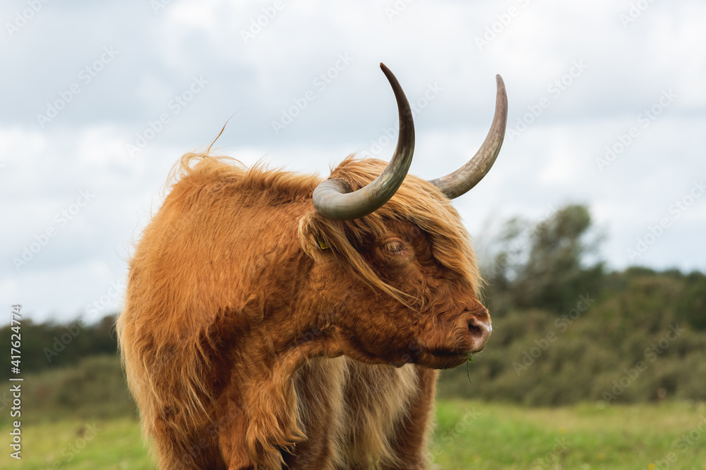 Portrait of a Highland cow looking sideways. The cow is standing in a grassland and has a blury green background of bushes Portrait of a Highland cow looking sideways. The cow is standing in a grassland and has a blury green background of bushes