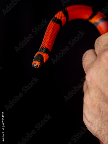 Lampropeltis triangulum, commonly known as the milk snake or milksnake, is a species of kingsnake photo