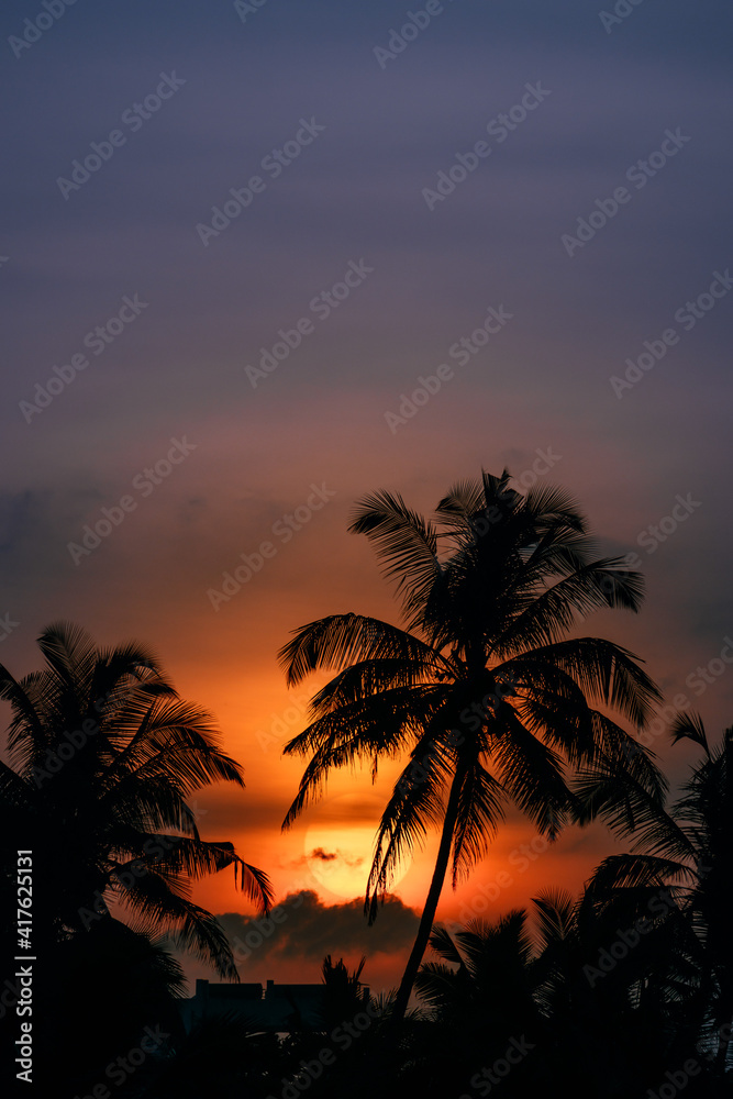 Palm Trees Silhouette on Sunset or Sunrise
