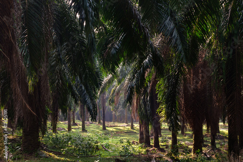 Palm oil plantation in daylight