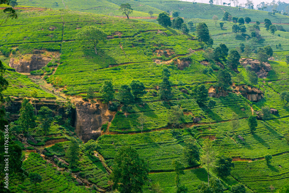 Tea plantation lanscape near Nuwara Eliya Tea plantation lanscape near Nuwara Eliya