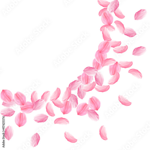 Sakura petals falling down. Romantic pink bright big flowers. Thick flying cherry petals. Large radi