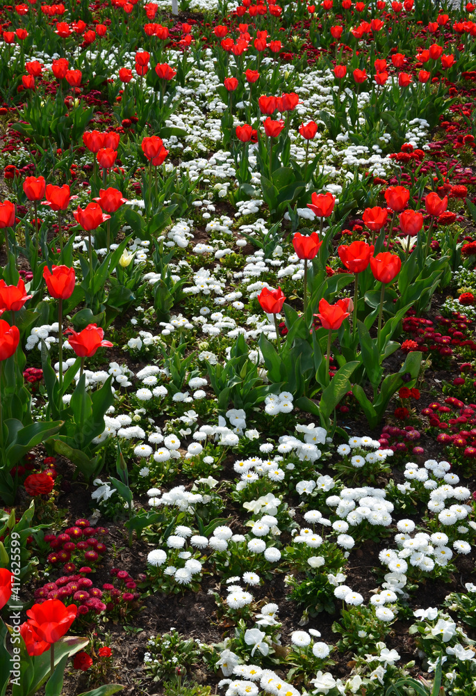 Rote Tulpen blühen mit weißen Tausendschönchen in einer Rabatte im Park