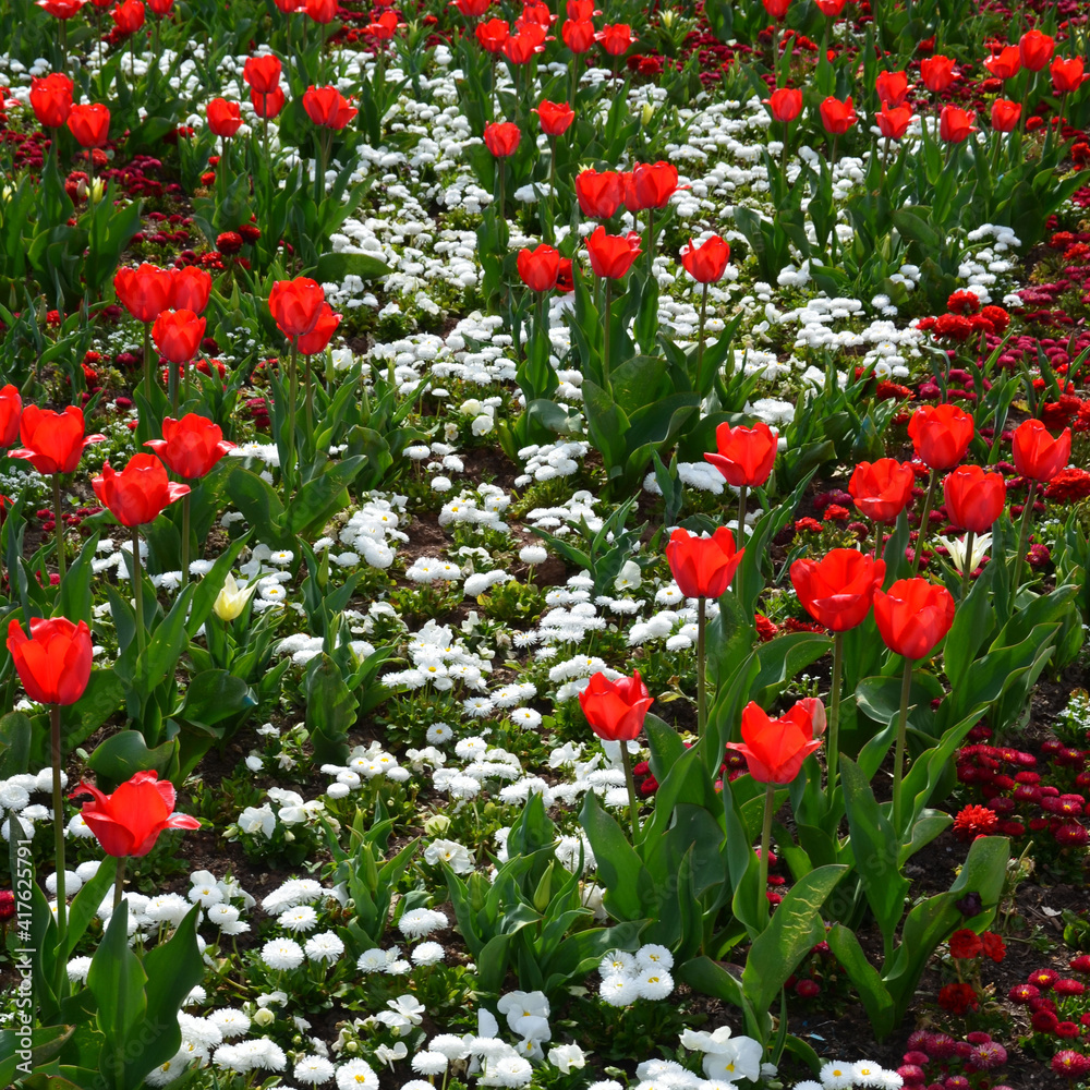 Rote Tulpen blühen mit weißen Tausendschönchen in einer Rabatte im Park