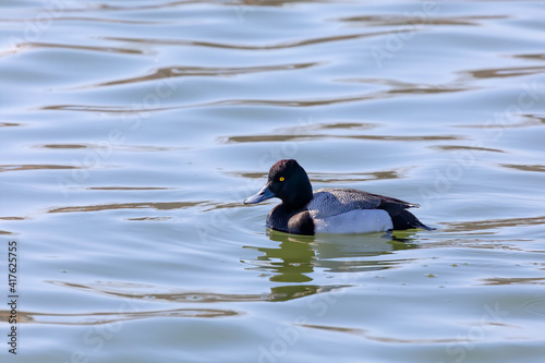 The greater scaup (Aythya marila ), drake on a river in Wisconsin in winter during a migration to the north.