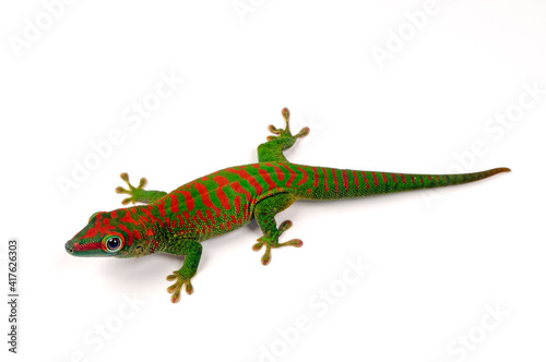 Großer Madagaskar-Taggecko // Madagascar giant day gecko (Phelsuma grandis) photo