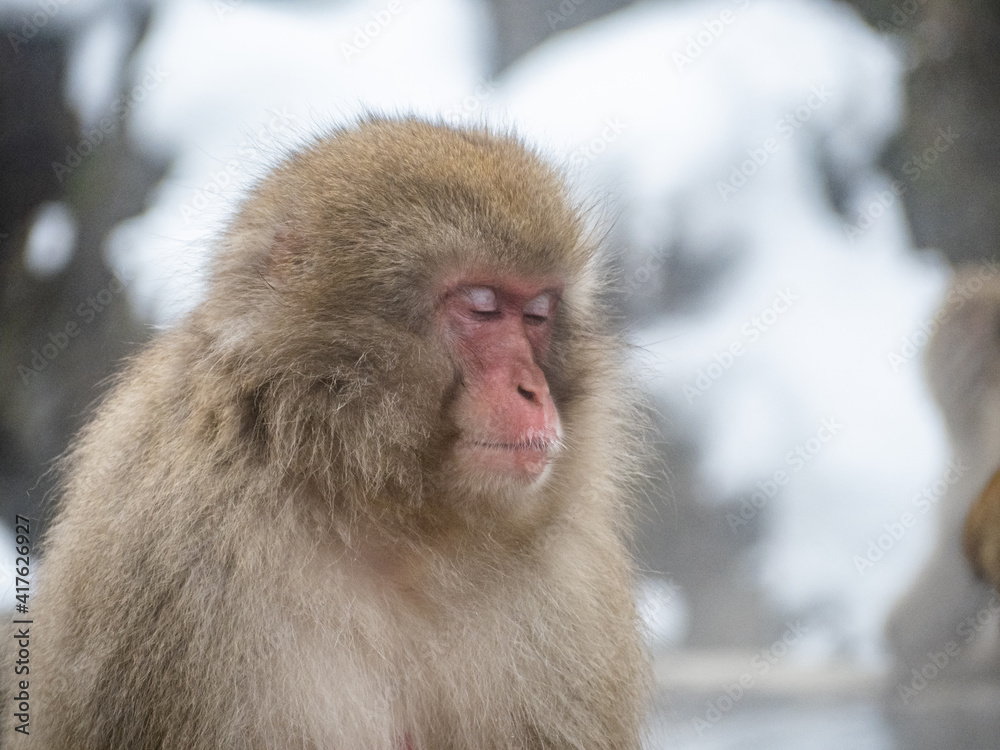 close up face of Japanese macaque snow monkey 14 close up face of Japanese macaque snow monkey 14