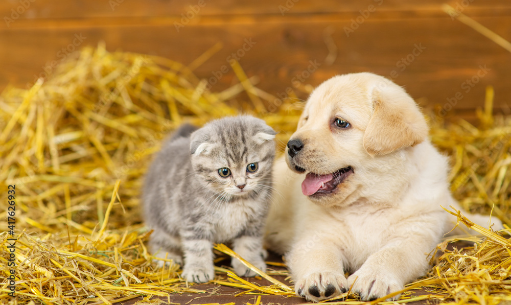 Labrador puppy and small tabby scottish kitten lie in a pile of straw in a wooden barn on a farm