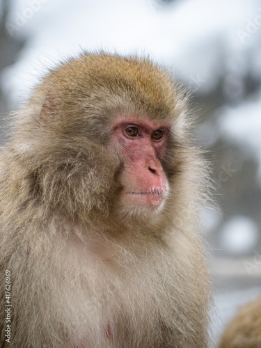 close up face of Japanese macaque snow monkey 13 © Hanstography