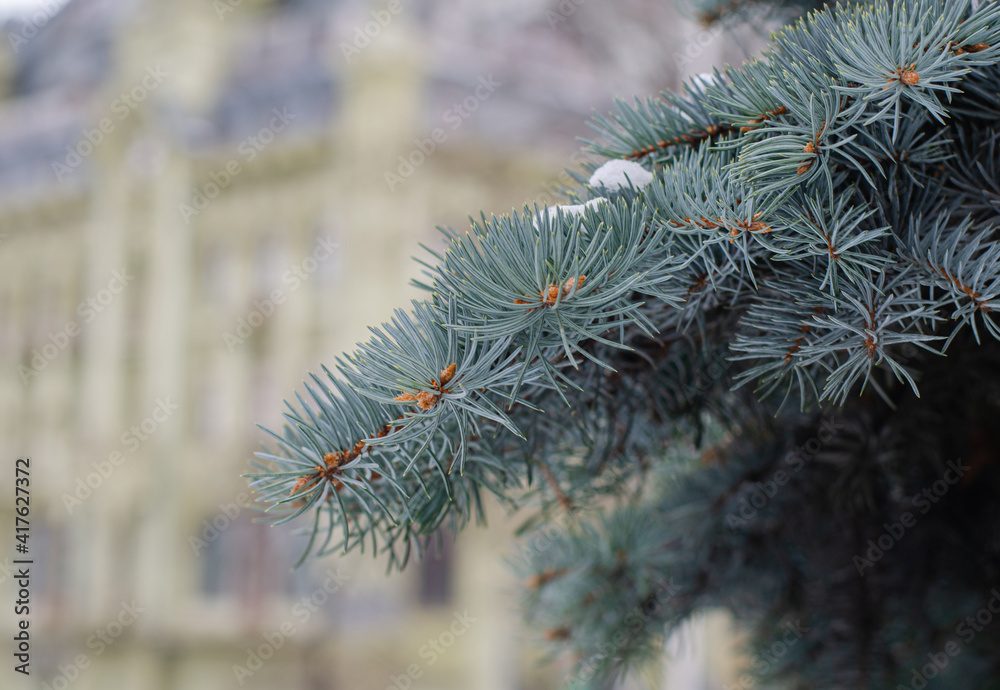 Pine branch. Christmas tree. Needles. Pine cones on the tree. Pine branch. Christmas tree. Needles. Pine cones on the tree.