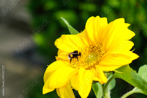a bumblebee searches for pollen on a yellow flower