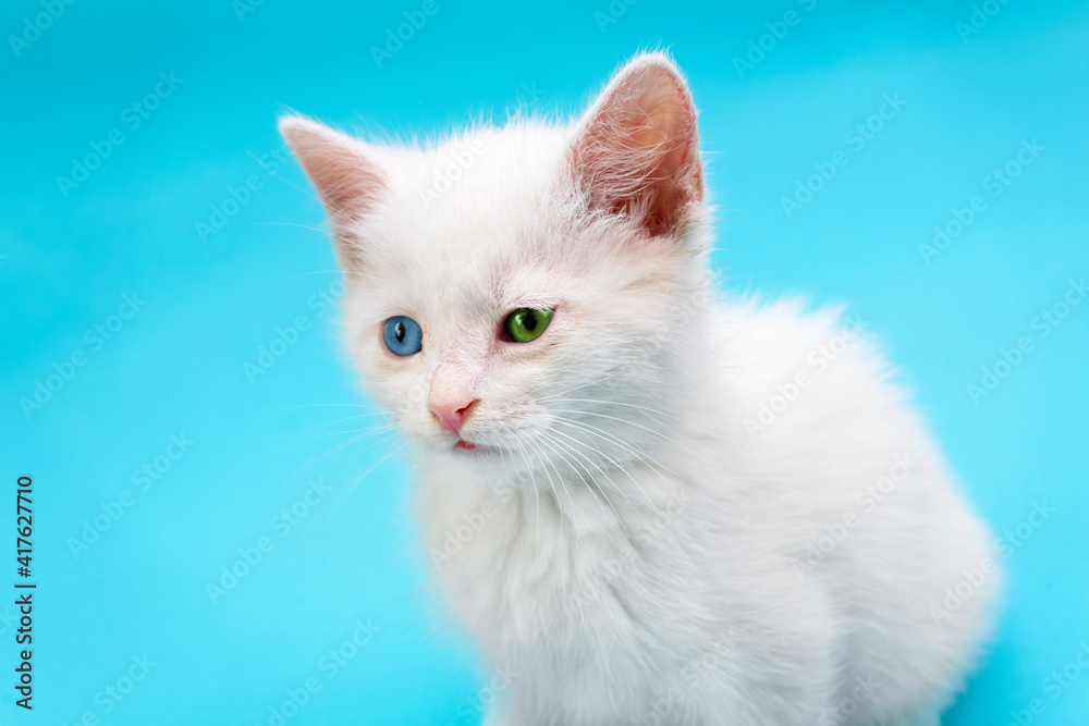 Portrait of little white kitten with blue and green eyes on blue background.