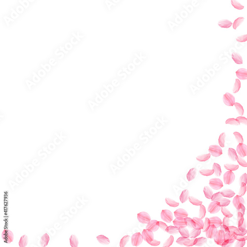 Sakura petals falling down. Romantic pink silky medium flowers. Thick flying cherry petals. Square r
