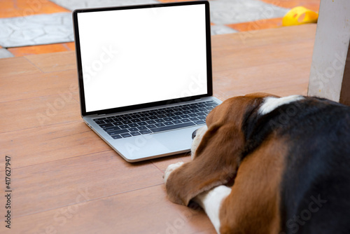 beagle dog looks at a mock up laptop and lies on outdoor background