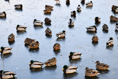 Multi-colored ducks sit on the ice of a frozen pond.