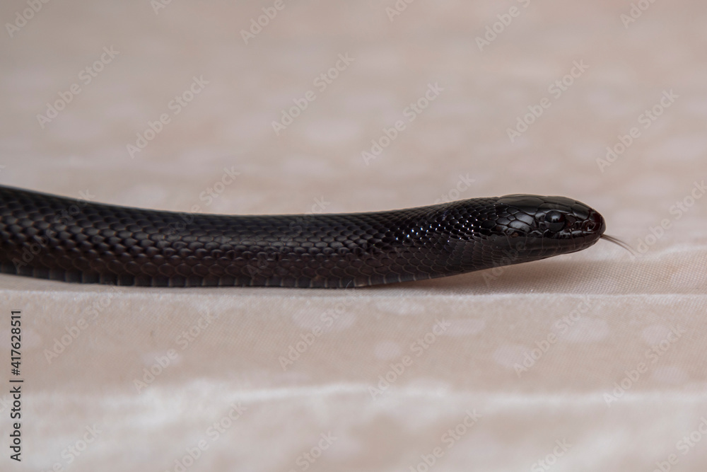 The Mexican black kingsnake (Lampropeltis getula nigrita) is part of