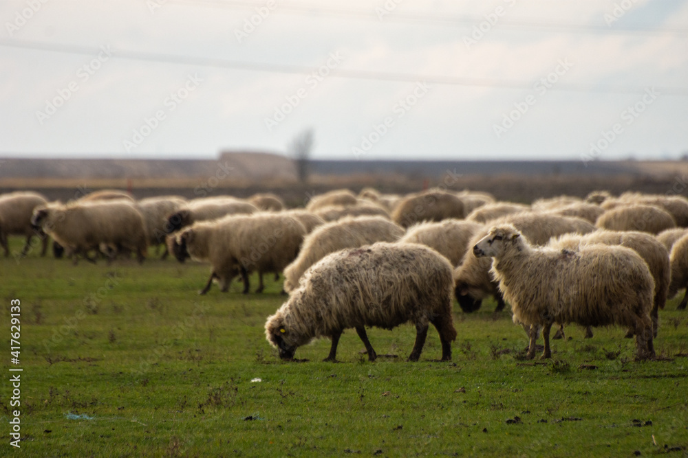 Sheep in the field.
