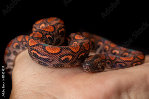 Epicrates cenchria is a boa species endemic to Central and South America. Common names include the rainbow boa, and slender boa.