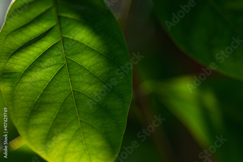 Green leaf backlit by sun with natural blurred background.