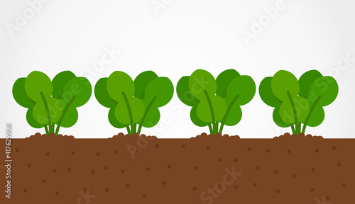Rucola leaves plants growing in vegetable garden.