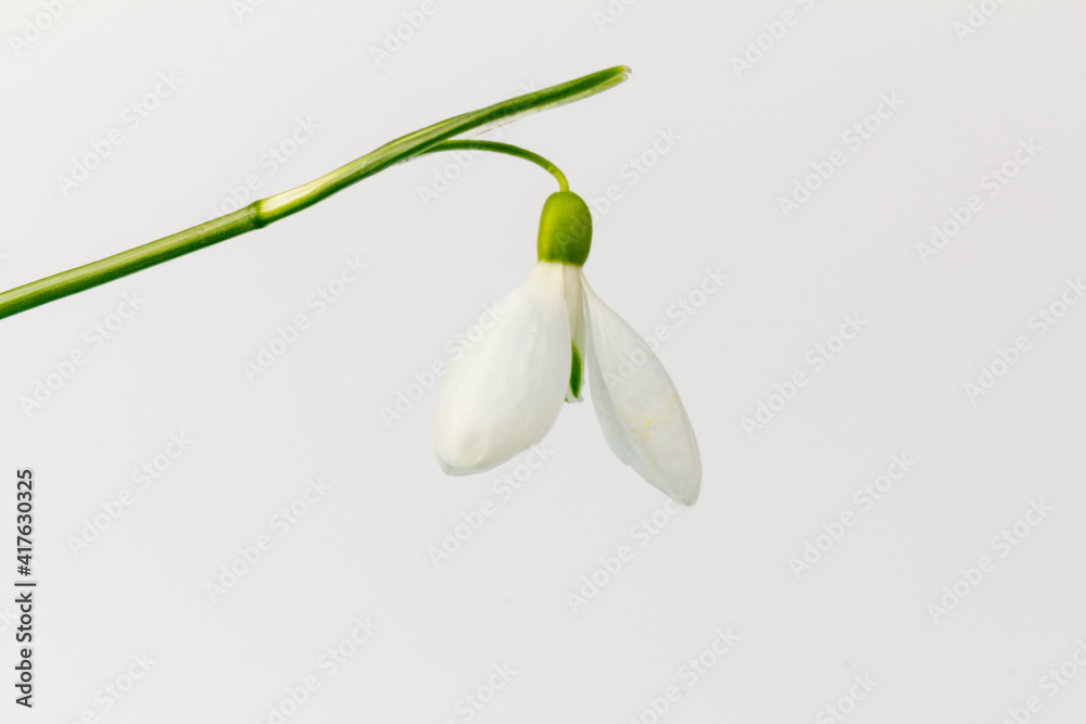 Snowdrop on white background. White springs flower in close-up with copy space. Snowdrop on white background. White springs flower in close-up with copy space.