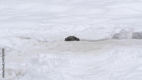 Grey Seal prying from ice gap standing out amid white snowed backdrop - Long wide shot photo