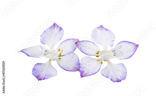 perennial delphinium flower isolated
