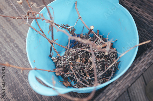 Grape vines trimmed, cut, pruned, in a blue bucket