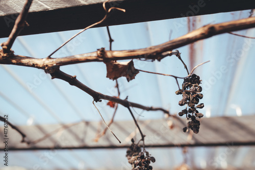 Grape vine over winter/spring