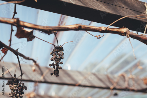 Grape vine over winter/spring