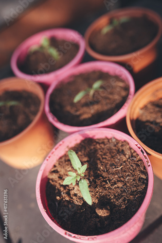 Tomato seedling in plant pot