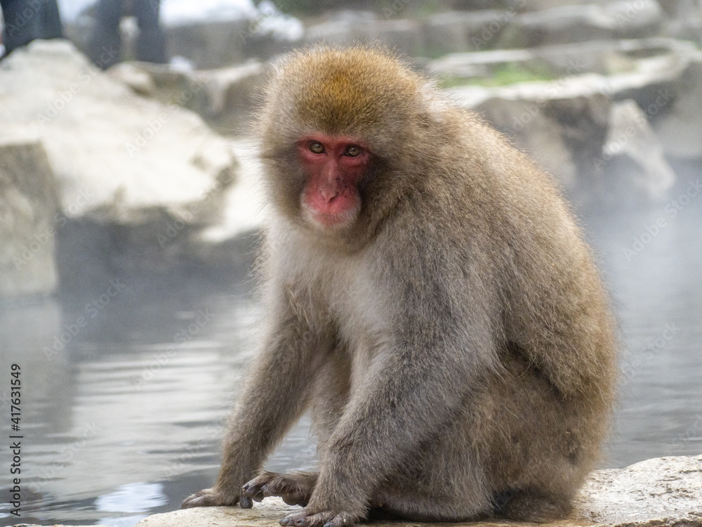 Japanese snow monkey sitting beside hot spring 38 Japanese snow monkey sitting beside hot spring 38