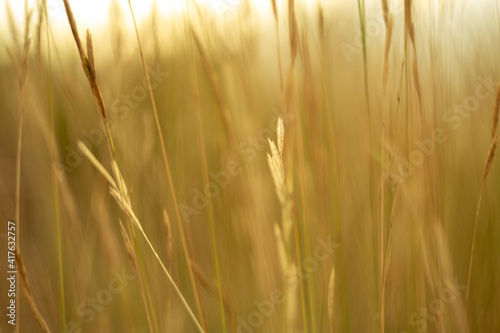 Golden plants. Countryside. Wheat ear close-up over a wheat field agricultural background. Gold nature. Soft golden hour sunlight panoramic countryside. Close-up Of Ripe Golden Wheat. Wheat field. 