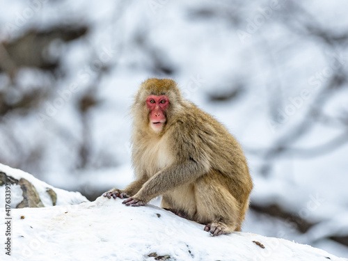 Japanese macaque snow monkey in snow 1 © Hanstography