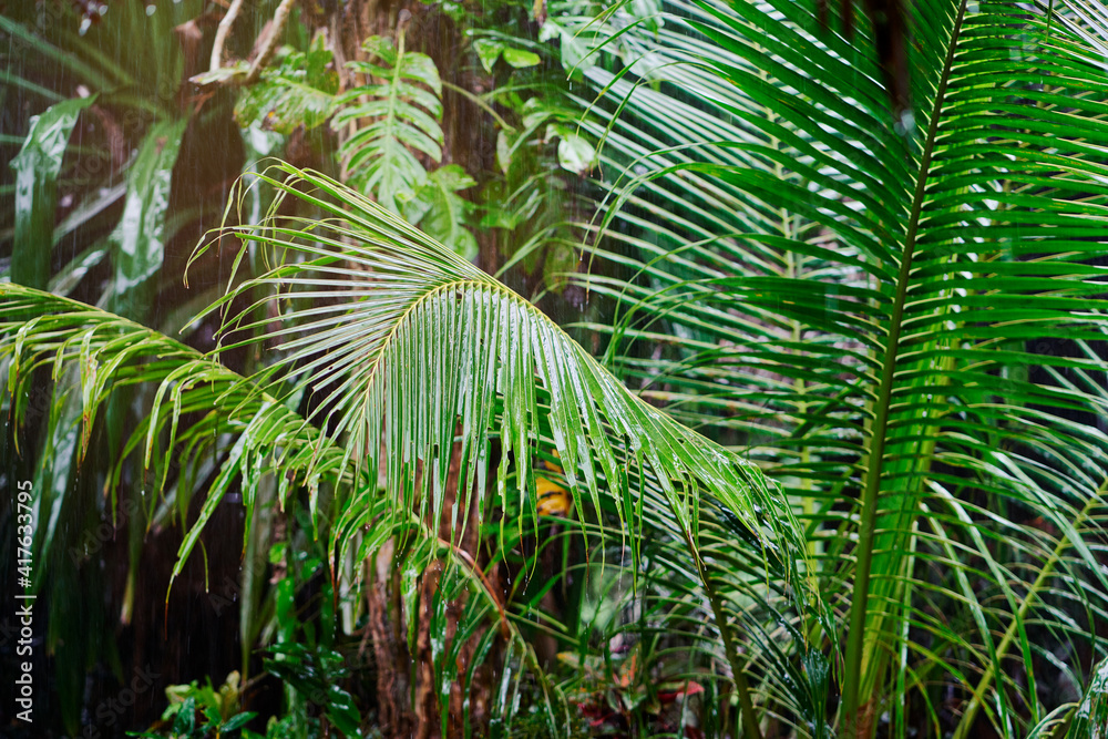 Rain in tropical resort. Wet palm leaves. Rain in tropical resort. Wet palm leaves.